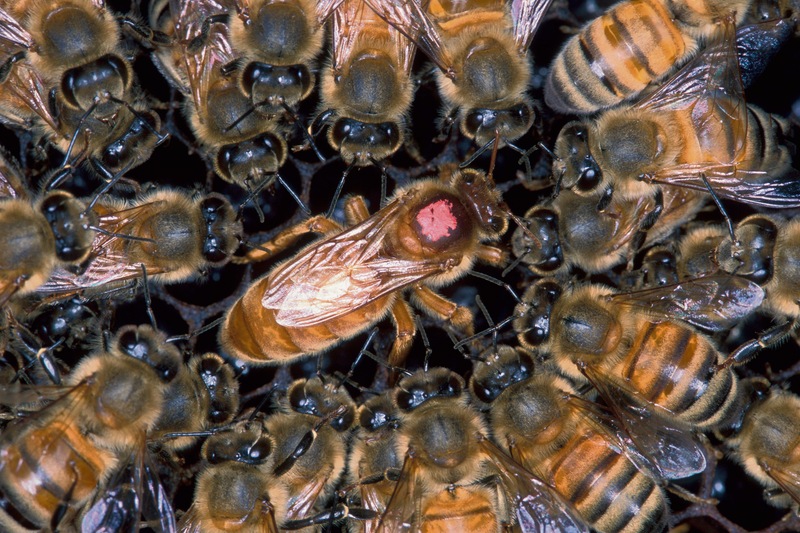 Illustration for article titled If Cars were Insects